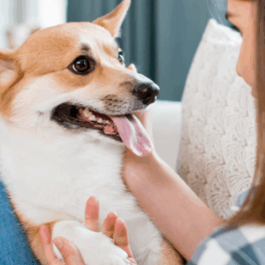 Animal Visitation