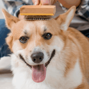 Bathing & Grooming